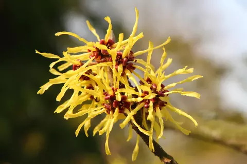 Blühende Hamamelis-Pflanze