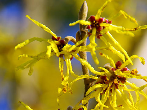Blühende Hamamelis-Pflanze