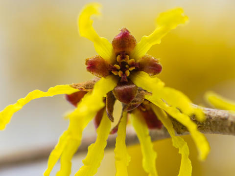 Hamamelis-Blüte