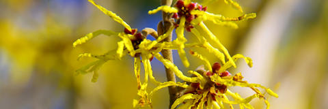 Blühende Hamamelis-Pflanze